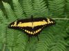 King Swallowtail by Hans Gerlich