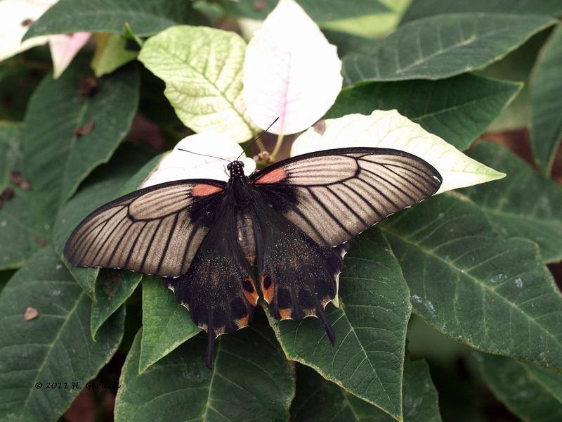 Papilio Polytes