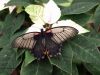 Papilio Polytes
