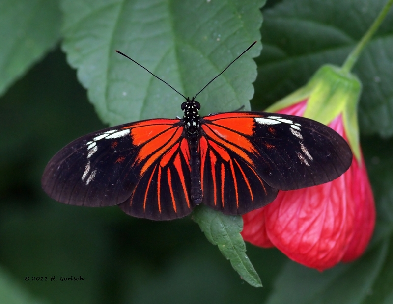 Piano Key Butterfly