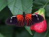 Piano Key Butterfly by Hans Gerlich