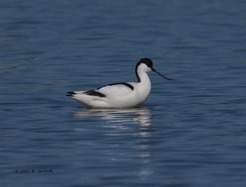 Avocet (4)