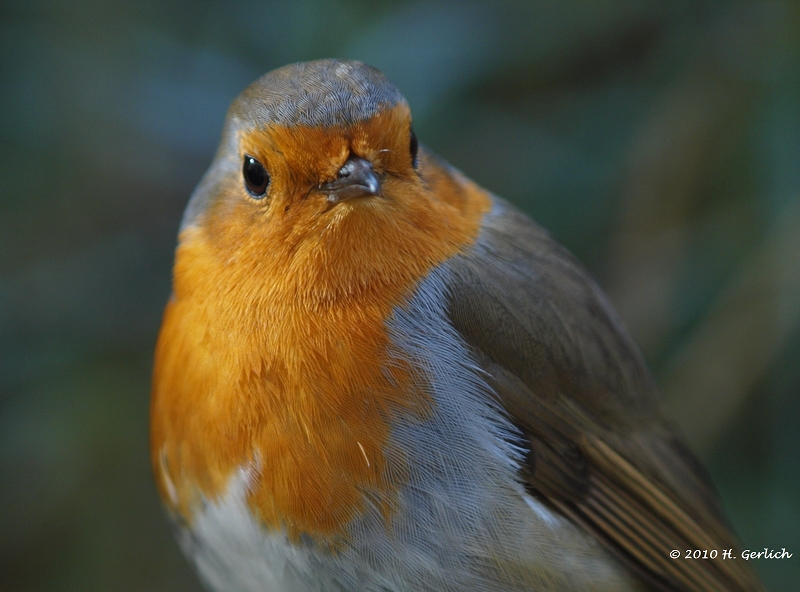 Portrait Robin