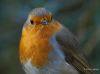 Portrait Robin by Hans Gerlich