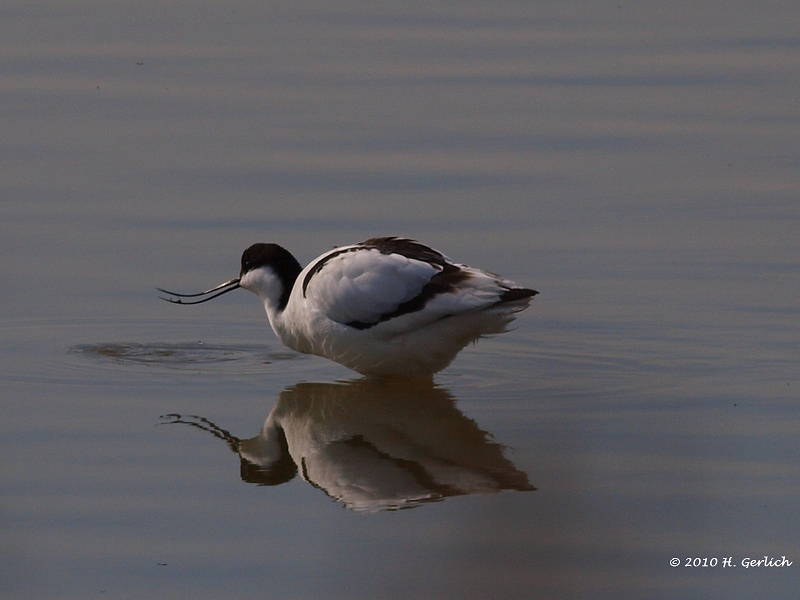 Avocet (2)