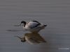 Avocet (2) by Hans Gerlich