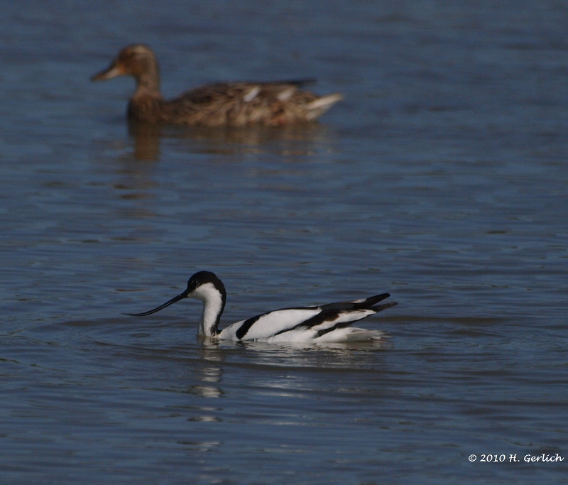 Avocet (3)
