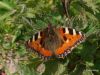 Small Tortoiseshell (2) by Hans Gerlich