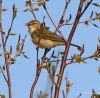 Willow Warbler by Hans Gerlich