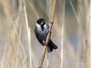 Reed Bunting