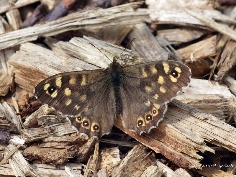Speckled Wood
