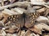 Speckled Wood by Hans Gerlich