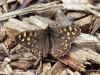 Speckled Wood