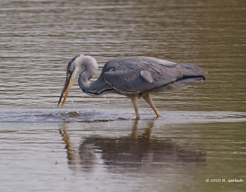 Young Blue Heron