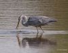 Young Blue Heron
