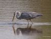 Young Blue Heron by Hans Gerlich