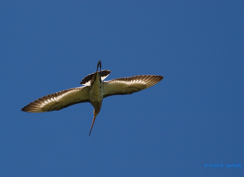 Flying Black-Tailed Godwit