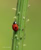 Lovebug by Hans Gerlich