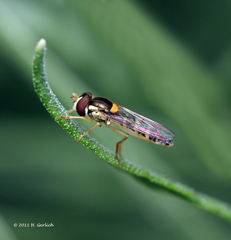 Hoverfly