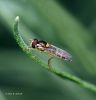 Hoverfly by Hans Gerlich