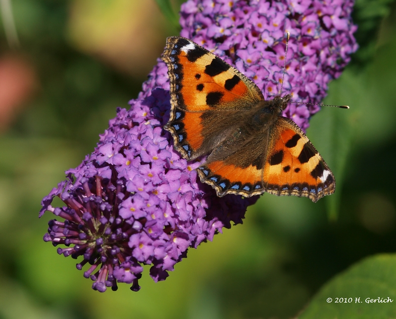 Small Tortoiseshell (3)