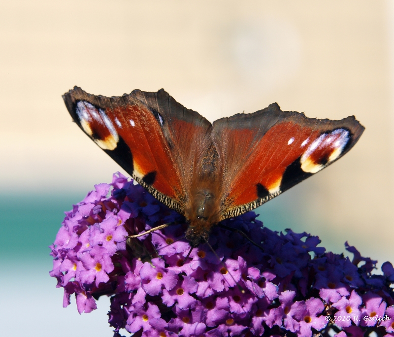European Peacock Butterfly