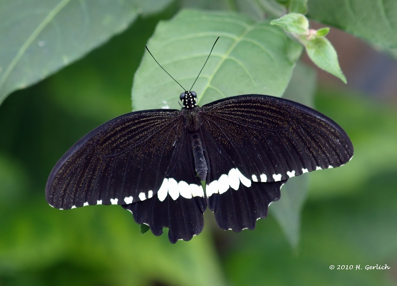 Black Beauty