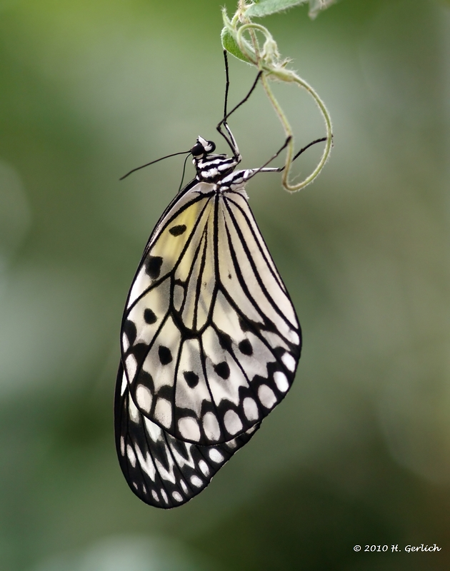 Idea leuconoe