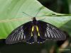 Unkown Butterfly by Hans Gerlich