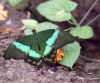 Emerald Swallowtail by Hans Gerlich