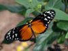 Tiger Longwing by Hans Gerlich