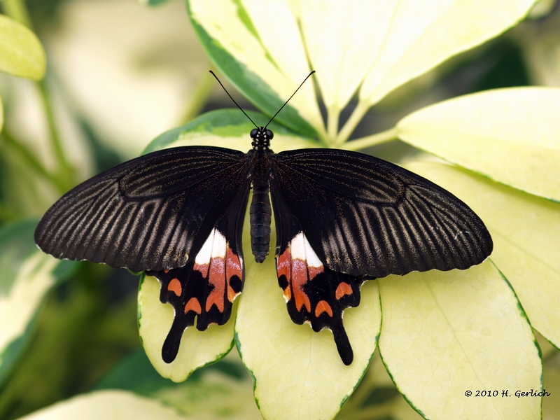 Papilio polytes ♀