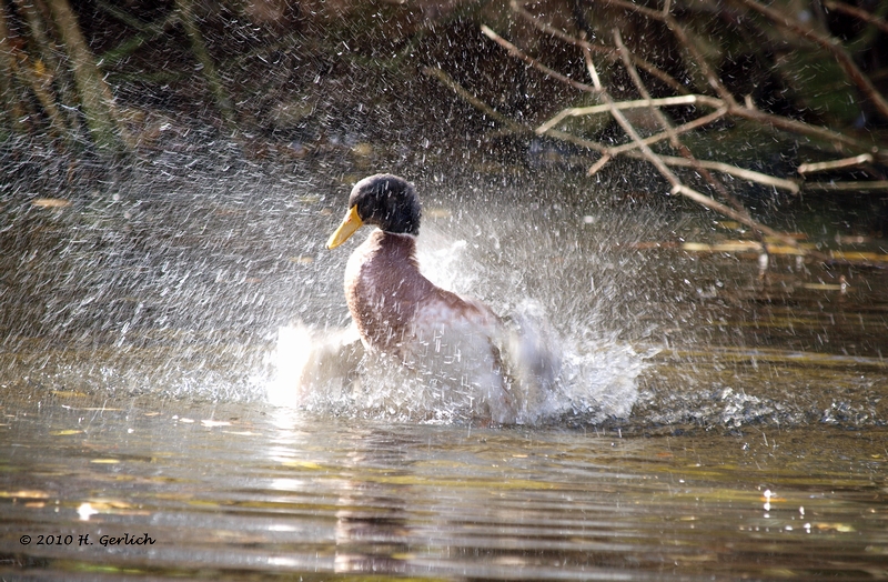 Splash