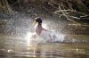Splash