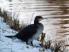 Great Cormorant (2) by Hans Gerlich