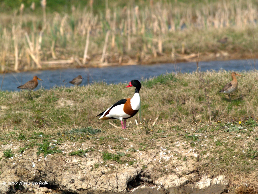 Shelduck