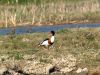 Shelduck by Hans Gerlich