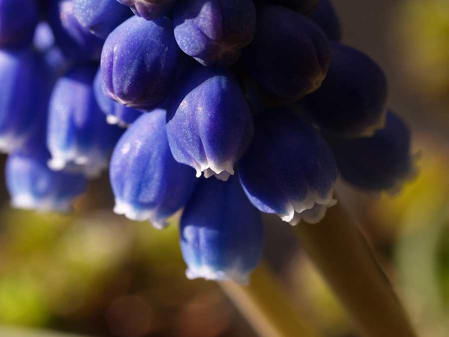 Muscari armeniacum 1