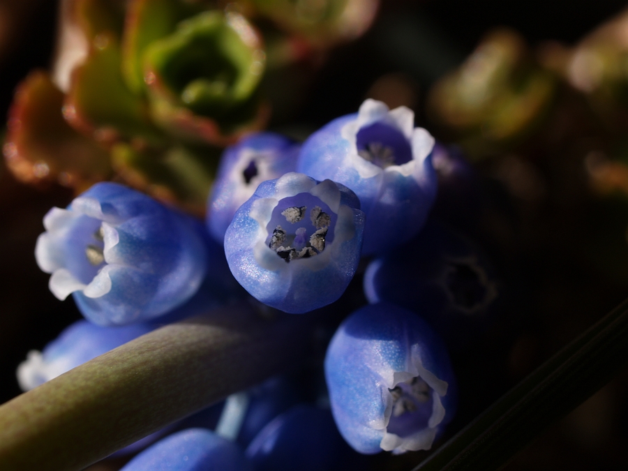Muscari armeniacum 2