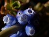 Muscari armeniacum 2 by Hans Gerlich