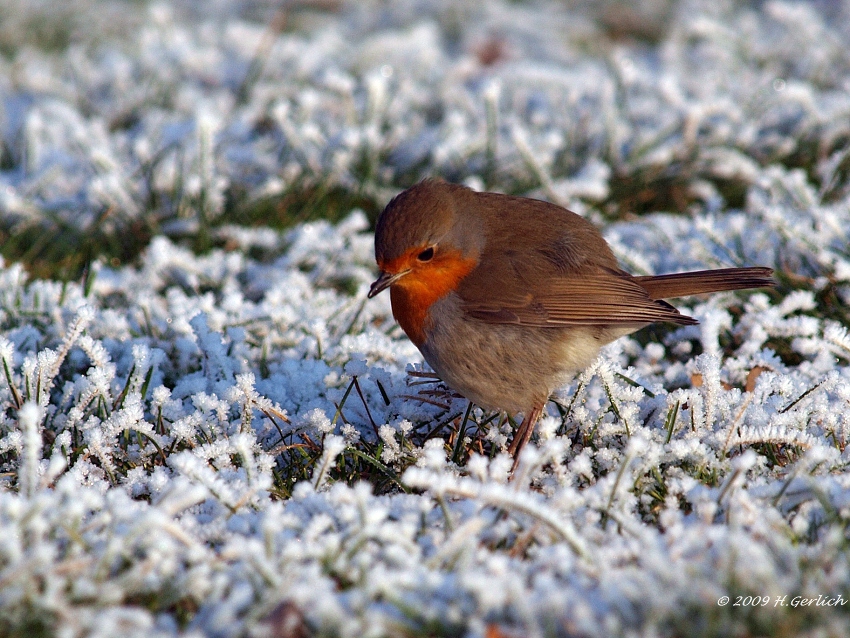Robin