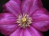 Clematis by Hans Gerlich