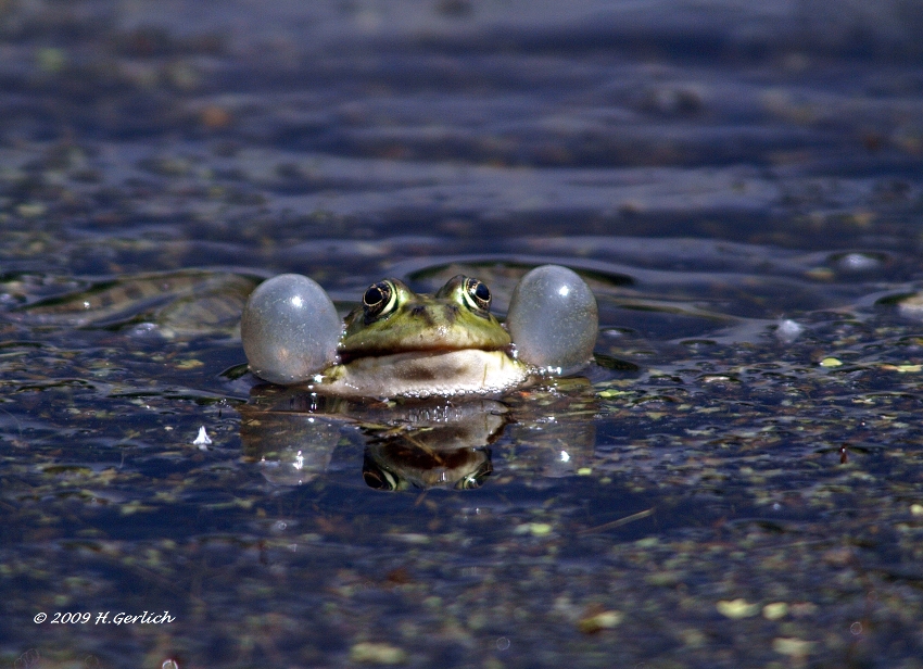 Edible Frog