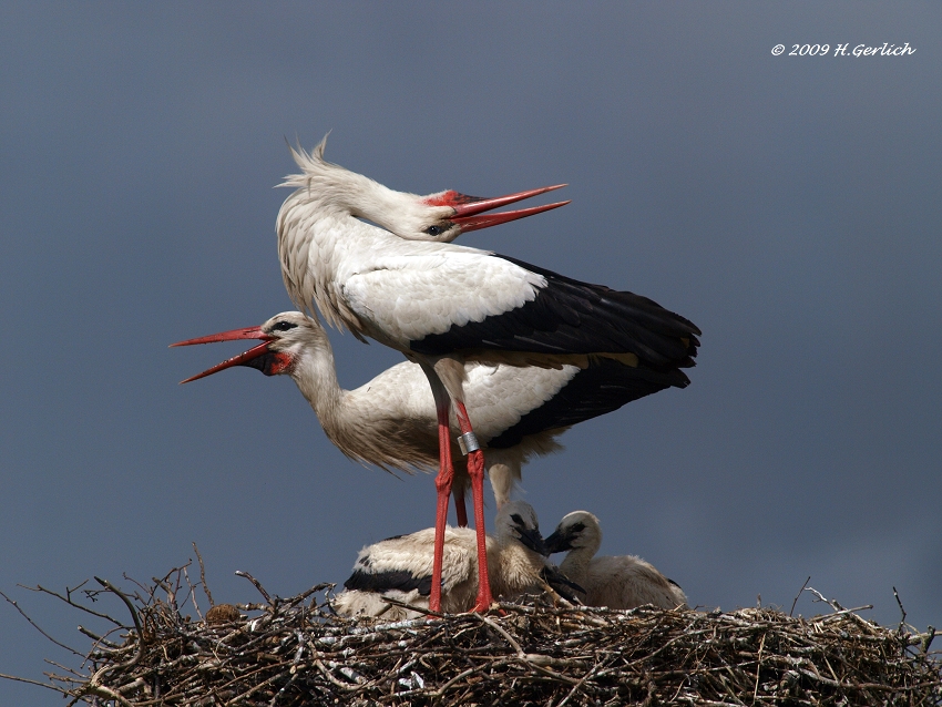 Happy Stork Family