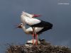 Happy Stork Family by Hans Gerlich