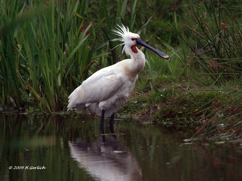 Spoonbill (2)