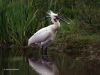 Spoonbill (2)
