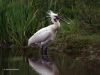 Spoonbill (2) by Hans Gerlich