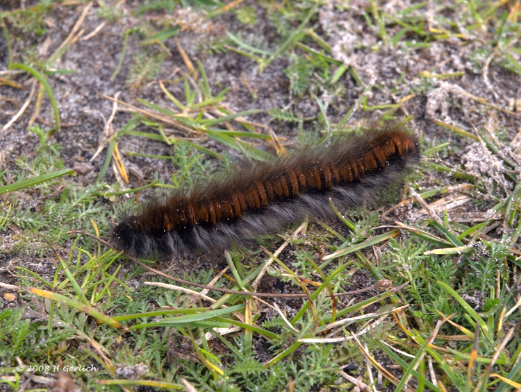 Late Caterpillar