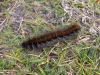 Late Caterpillar